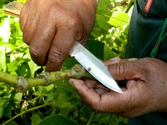 Inspecting Kava stem for possible diseases